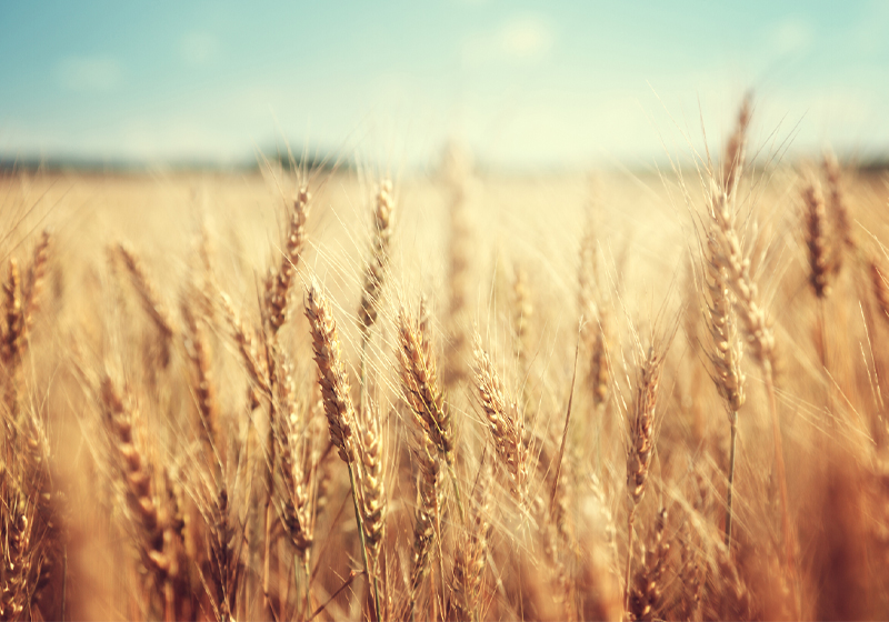 Ceres and Trimex  team up for regenerative wheat 