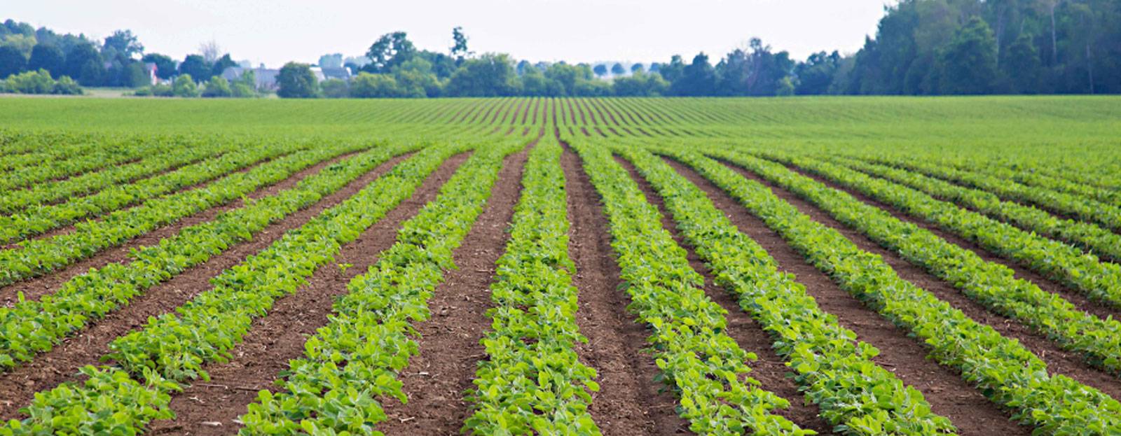 Early season pest control for Ontario soybeans growers