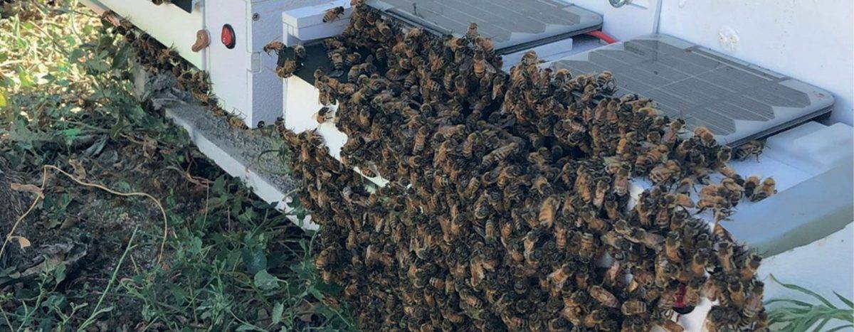 Can Bee Bee-cause they can - CAAR