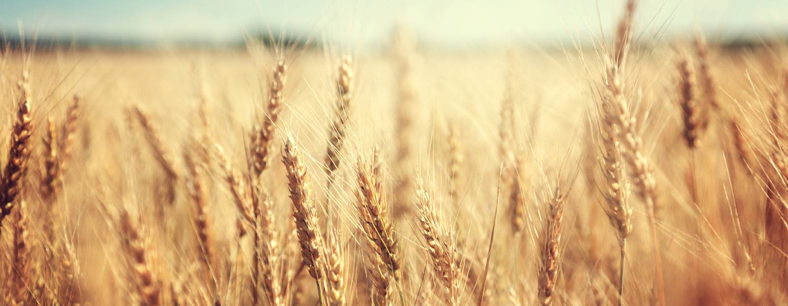 Ceres and Trimex team up for regenerative wheat