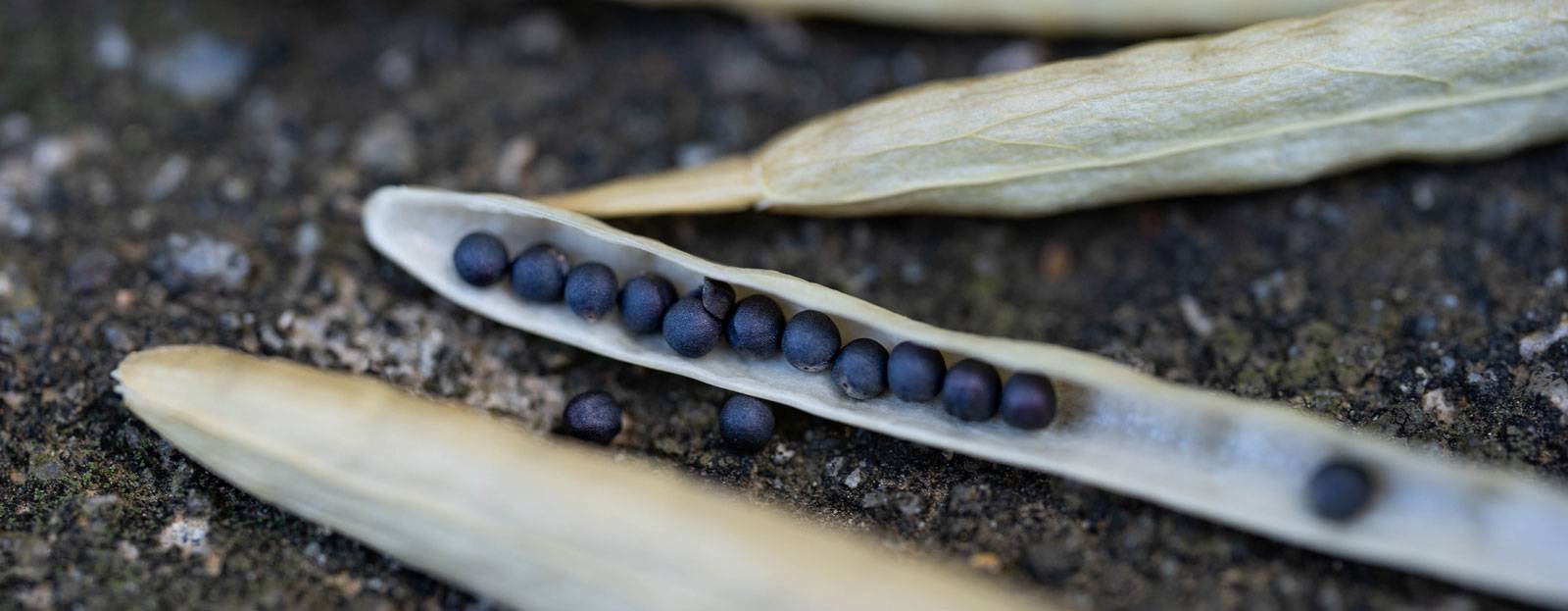 The world of seed technology: things to know for 2024