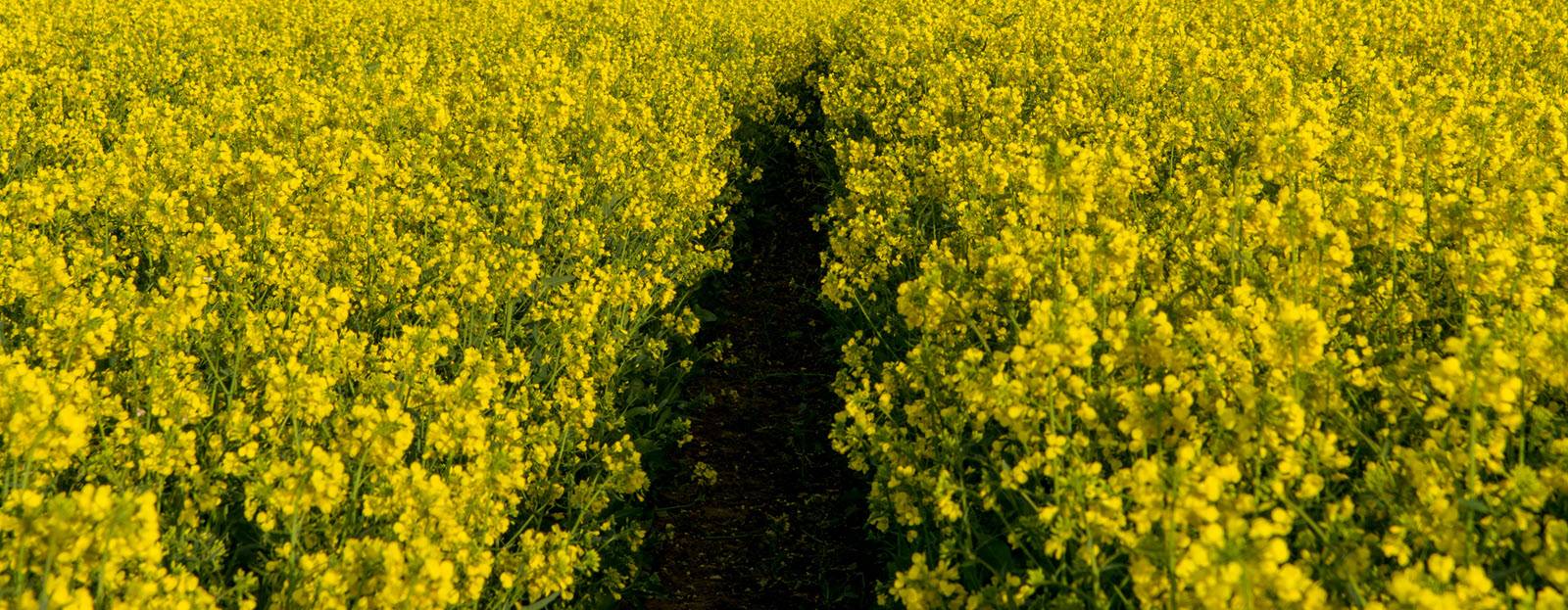 High-Protein canola seeds get boost for market