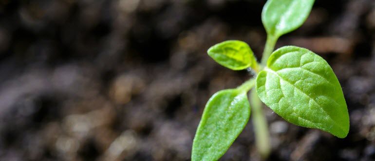 pexels-asphotograpy-1002703 fertilized soil