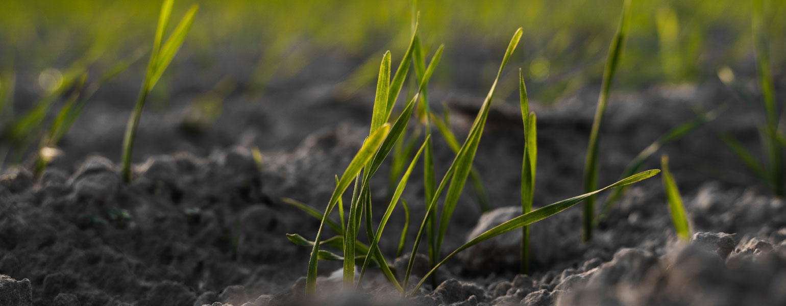Young green wheat growing in soil