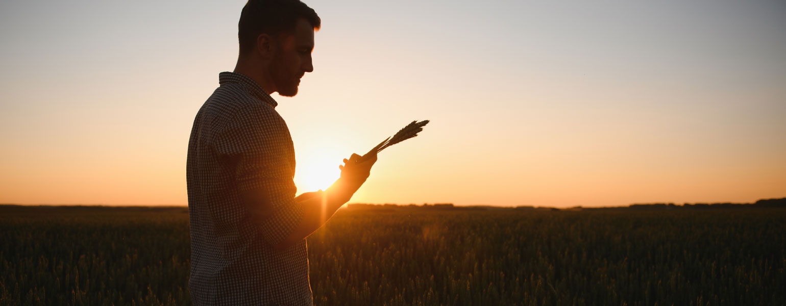 Farm worker examines the ears of wheat with sun setting or rising in background