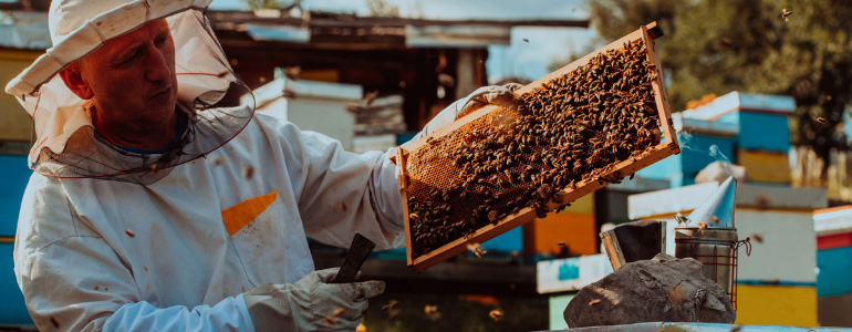 Beekeeper holding the beehive frame filled with honey against the sunlight in the field full of flowers