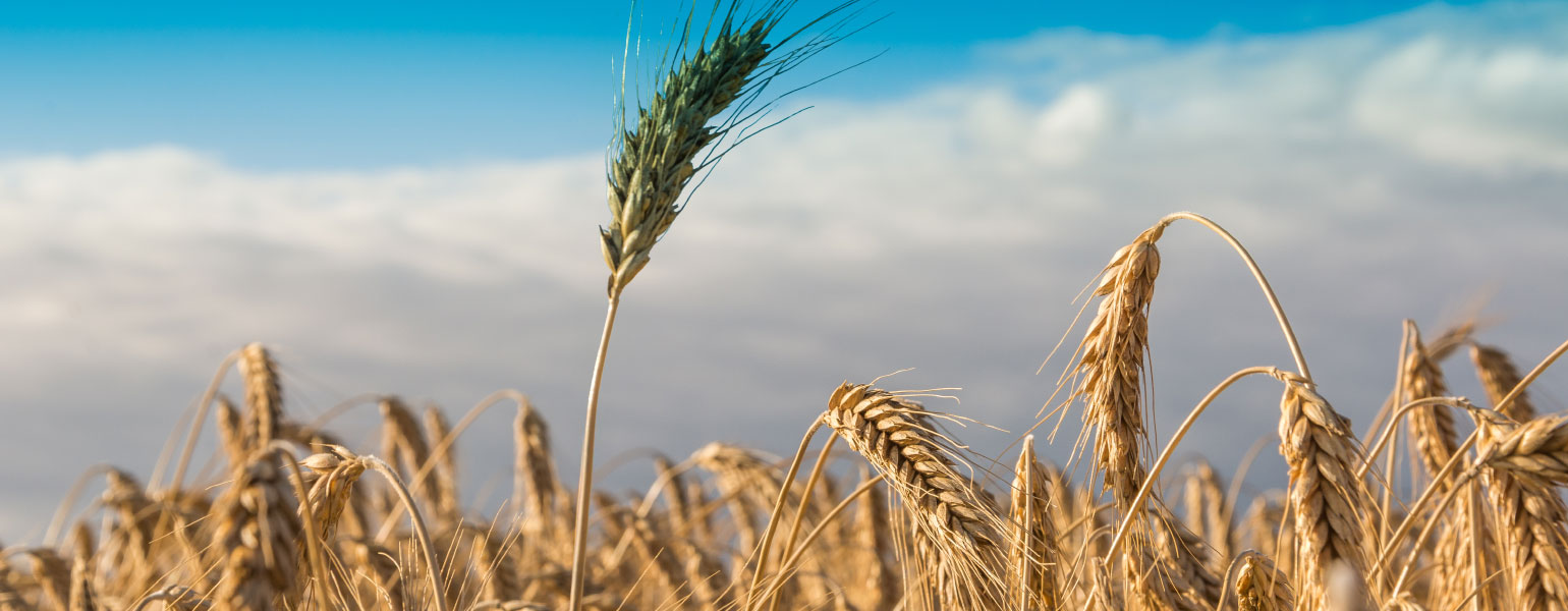45132413_l@2x Wheat field
