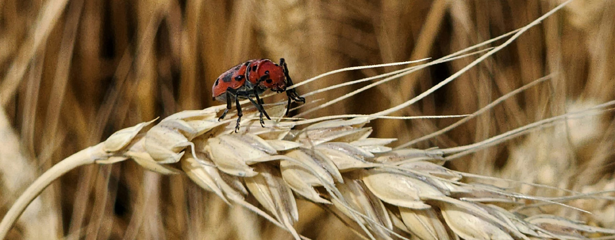 james-ahlberg-zzvO01xD8v8-unsplash-770×300 Red bug on wheat