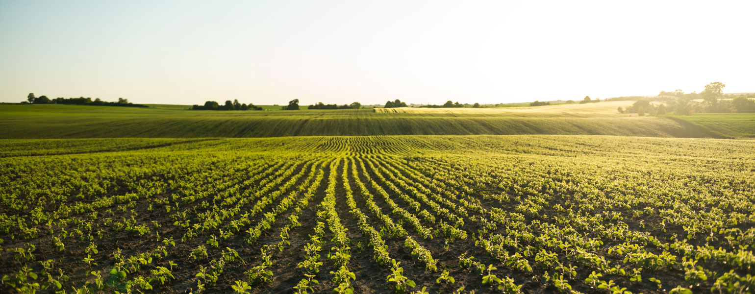 Soybean field ripening at spring season