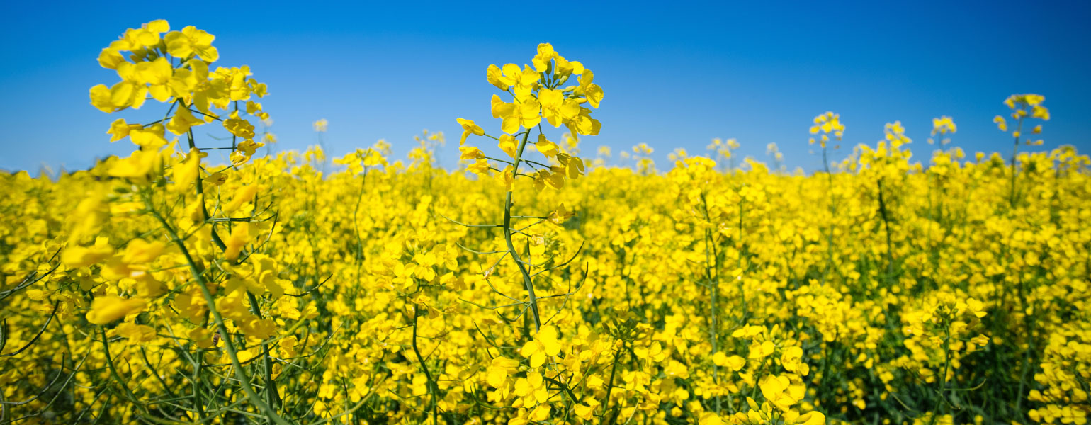 58223277_l@2x canola field on a sunny blue sky day