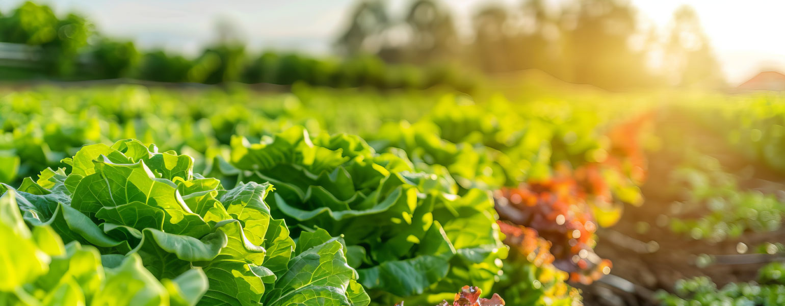 Lush Green Lettuce Field at Sunrise with Vibrant Colors and Dewy Leaves