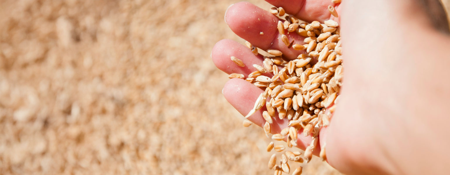 247208382_l@2x Hand holding wheat grain
