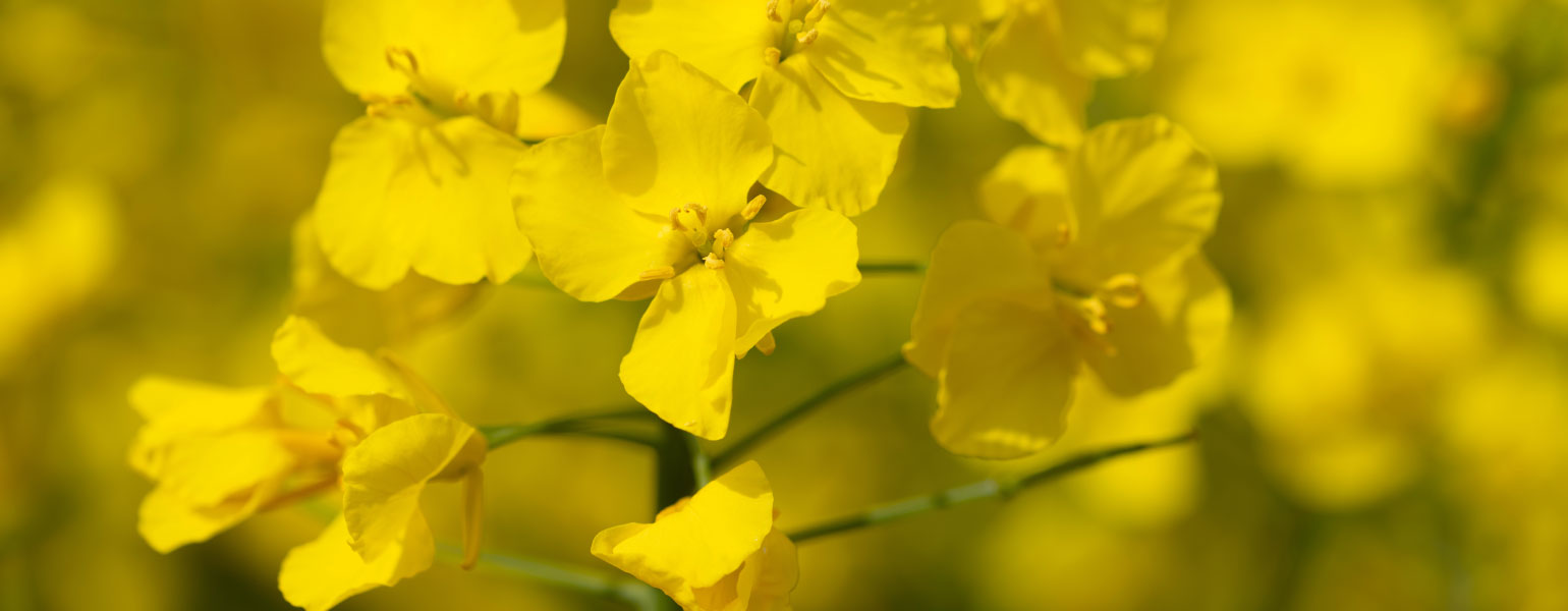 Close-up of yellow flowering rapeseed in the sun