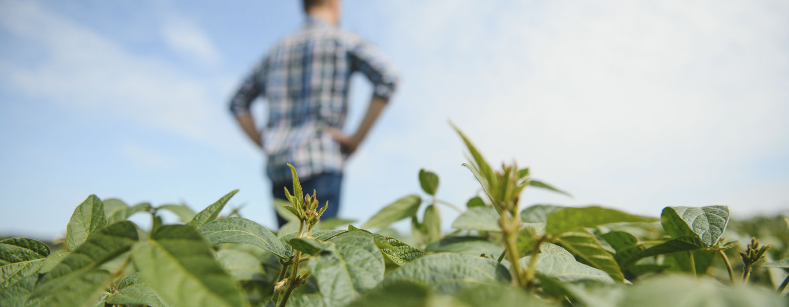 A farmer inspects a green soybean field