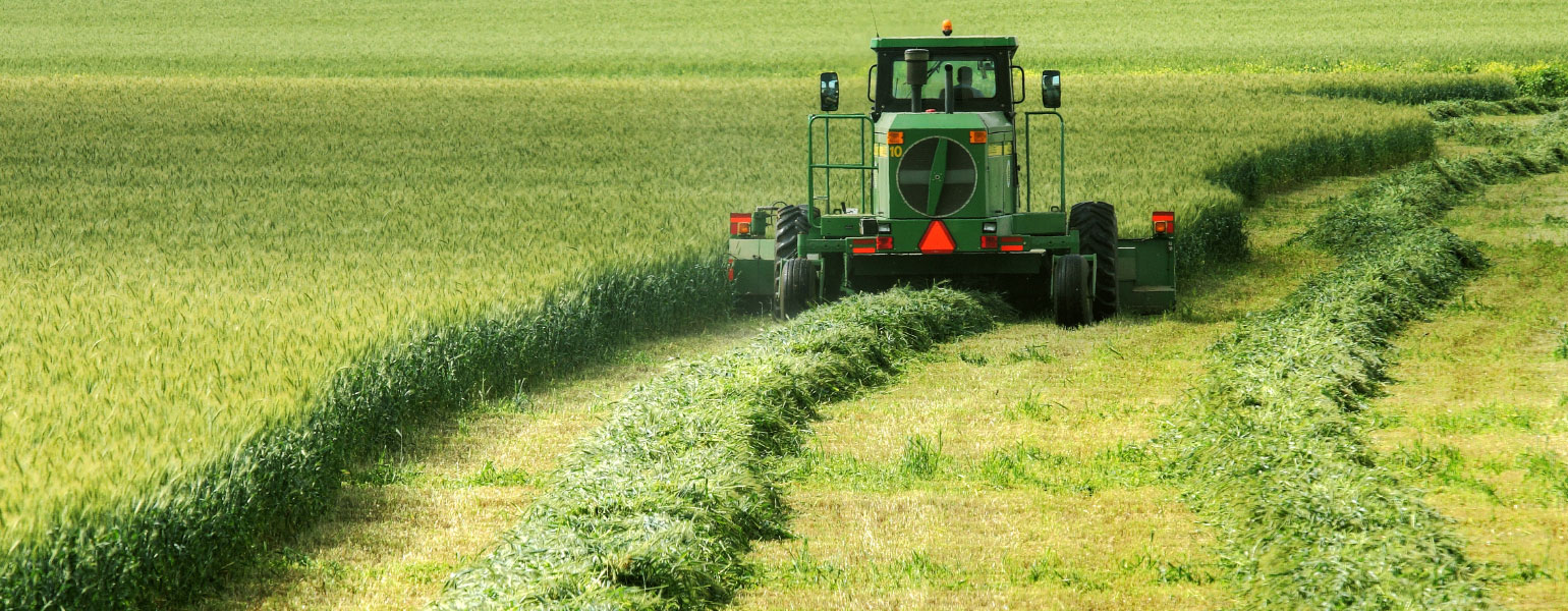 Harvester harvesting wheat